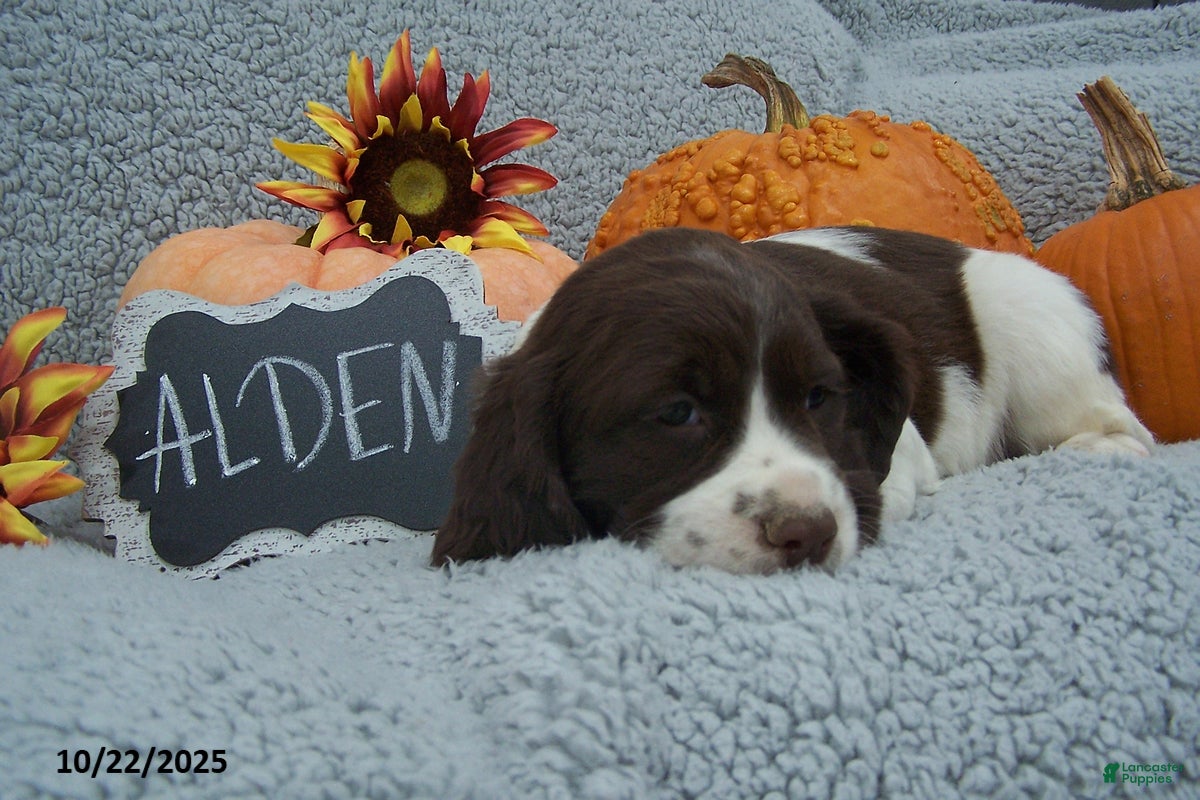 English Springer Spaniel dogs Alden - Ad 4