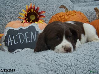 English Springer Spaniel dogs Alden - Ad 2
