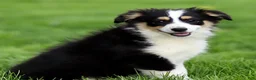 Miniature Australian Shepherd dogs for sale: Judy - Ad 4