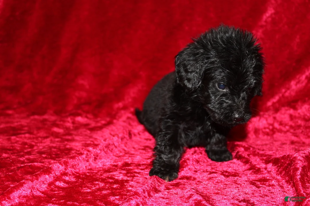 Doxiepoo dogs for sale: Doxiepoo Tracker - Ad 9