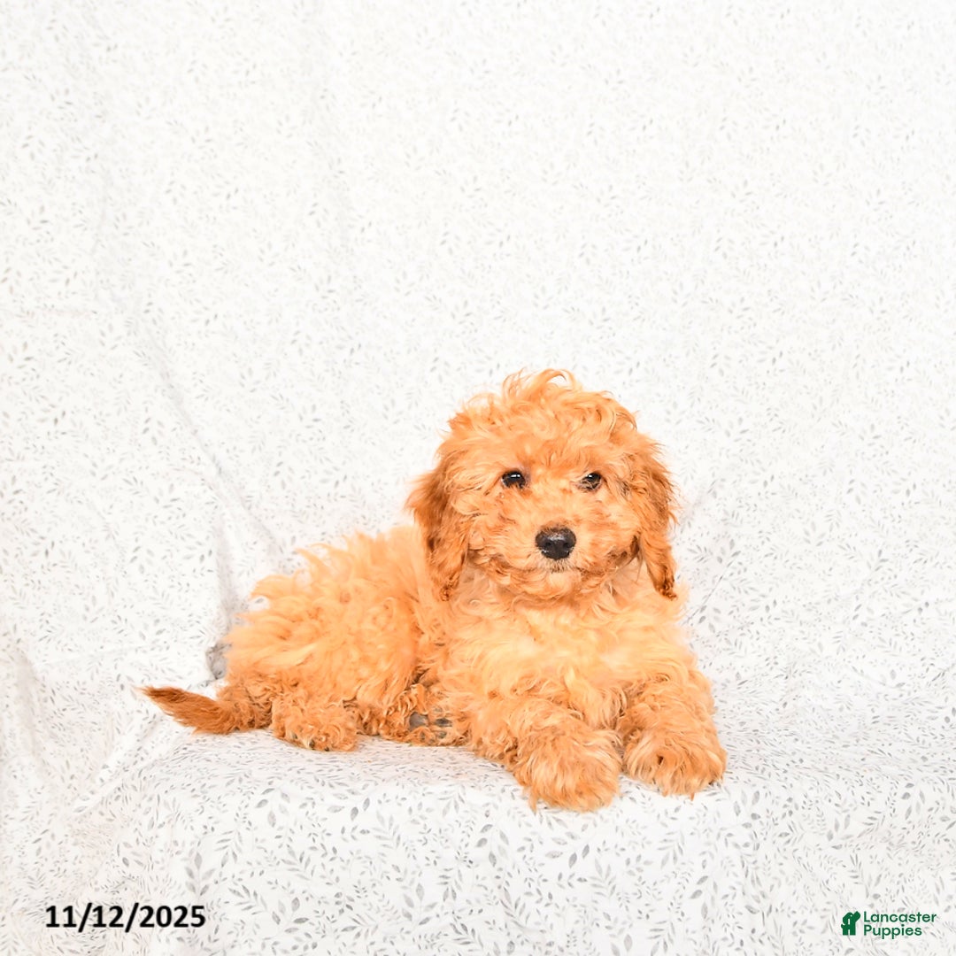 Cavapoo dogs for sale: Oakley - Ad 5