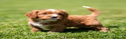 Cavapoo dogs for sale: Happy Cavapoo  - Ad 3