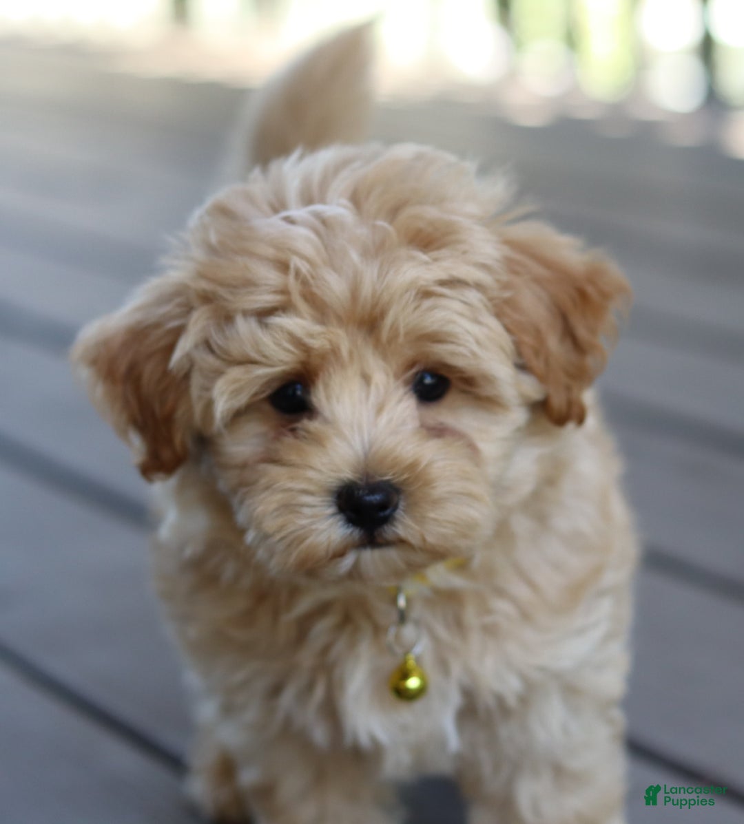 Gallery Image {{count}}