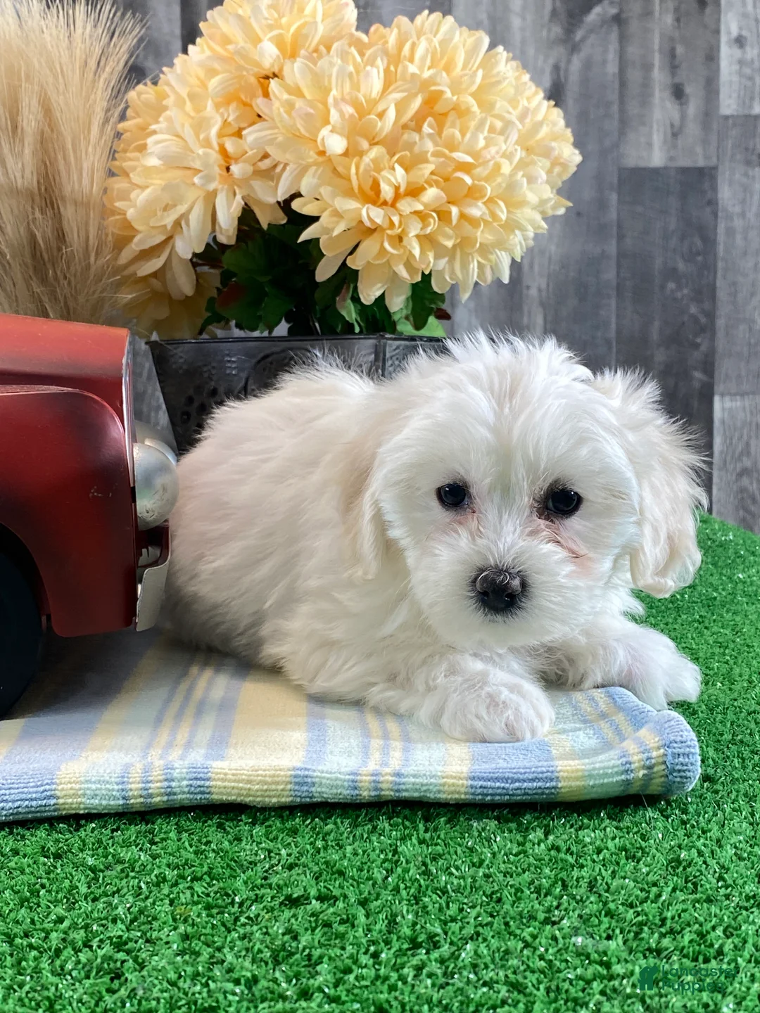 Mixed Breed dogs for sale: Angel - Ad 2