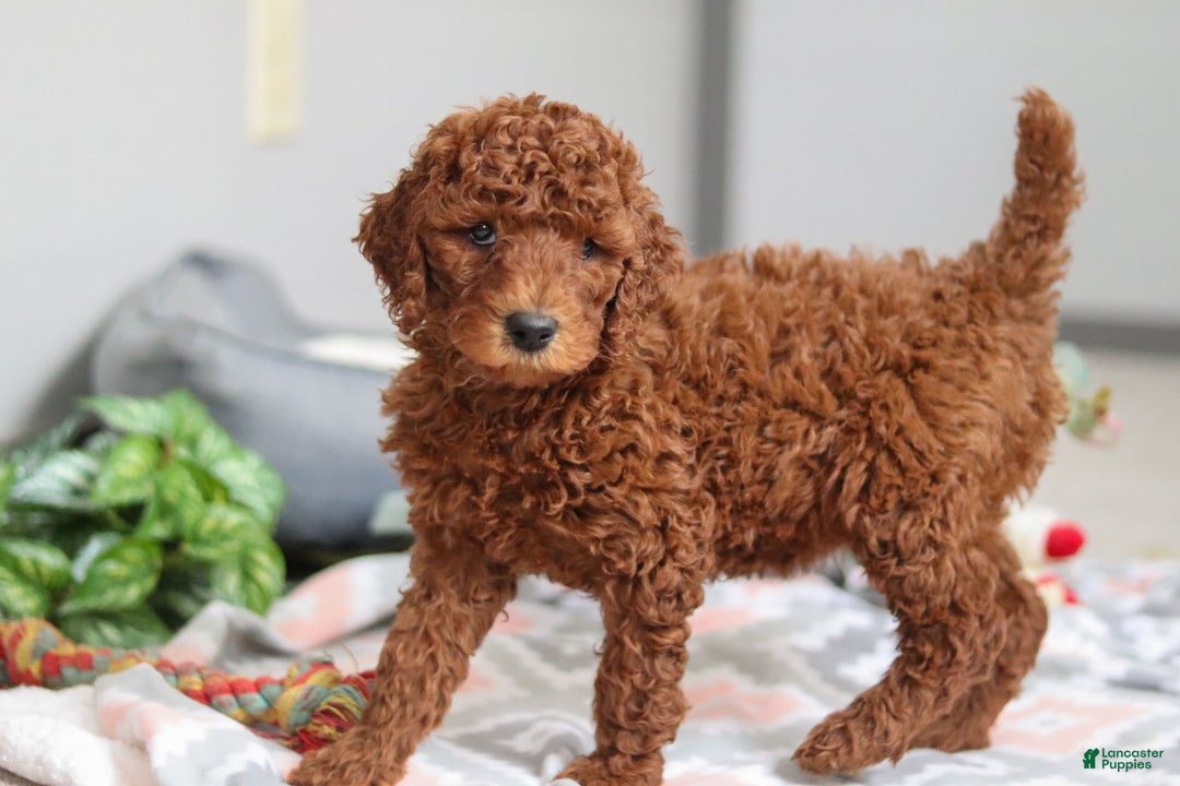 Standard Poodle dogs for sale: Winnie AKC - Ad 6