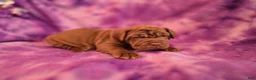 Mixed Breed dogs for sale: Mixed Breed Puppy 5 - Ad 2