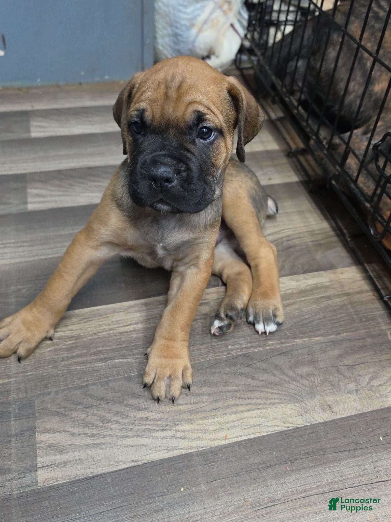 Cane Corso dogs Bam bam Italian cane corso  - Ad 2