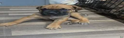 Cane Corso dogs for stud: Bam bam Italian cane corso  - Ad 2