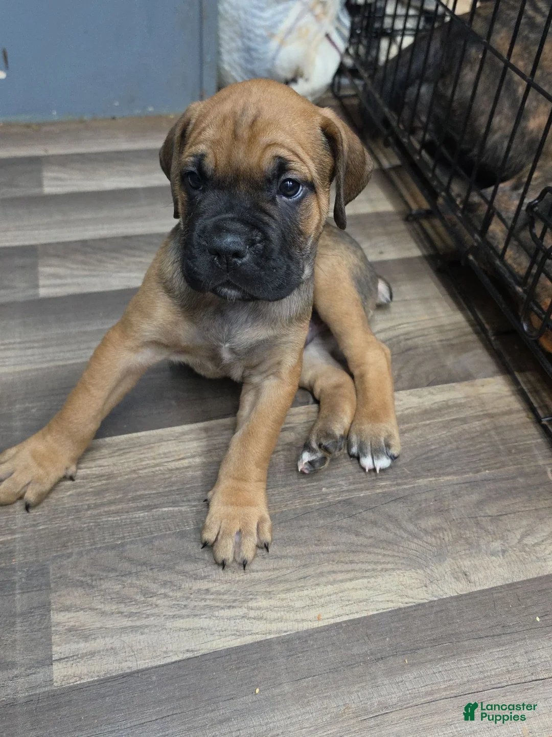 Cane Corso dogs for stud: Bam bam Italian cane corso  - Ad 2