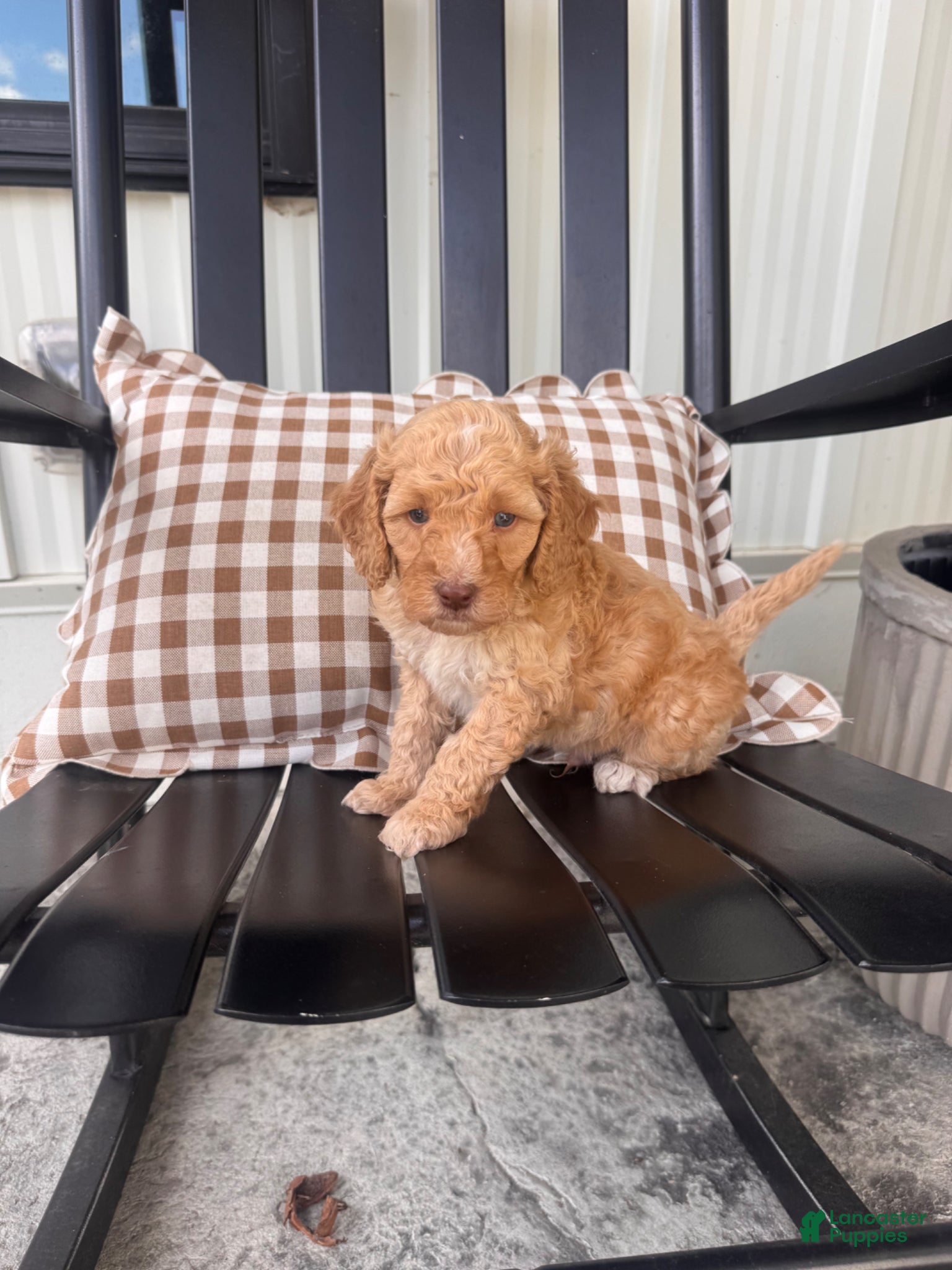 Mini Goldendoodle dogs Mini Goldendoodle Puppy 3 - Ad 1
