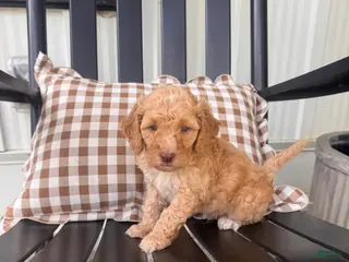 Mini Goldendoodle dogs for sale: Mini Goldendoodle Puppy 3 - Ad 4