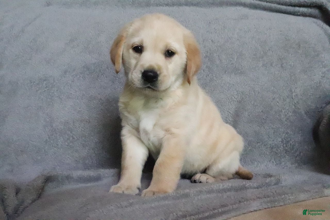 Goldador dogs Sugar  - Ad 1