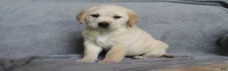 Goldador dogs for sale: Sugar  - Ad 1