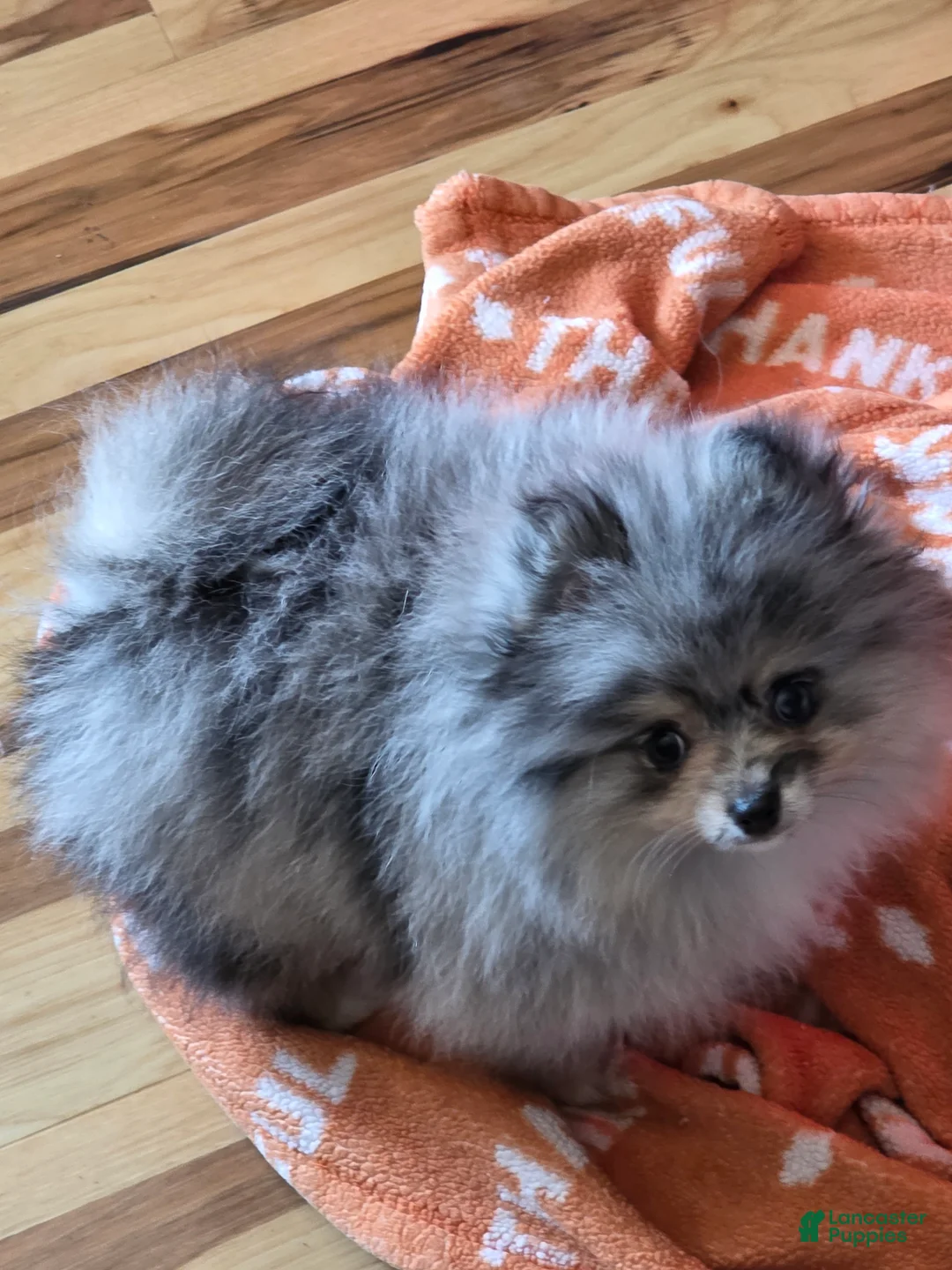 Pomeranian dogs for sale: Pomeranian Puppy 1 - Ad 1