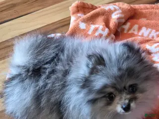 Pomeranian dogs Pomeranian Puppy 1 - Ad 4