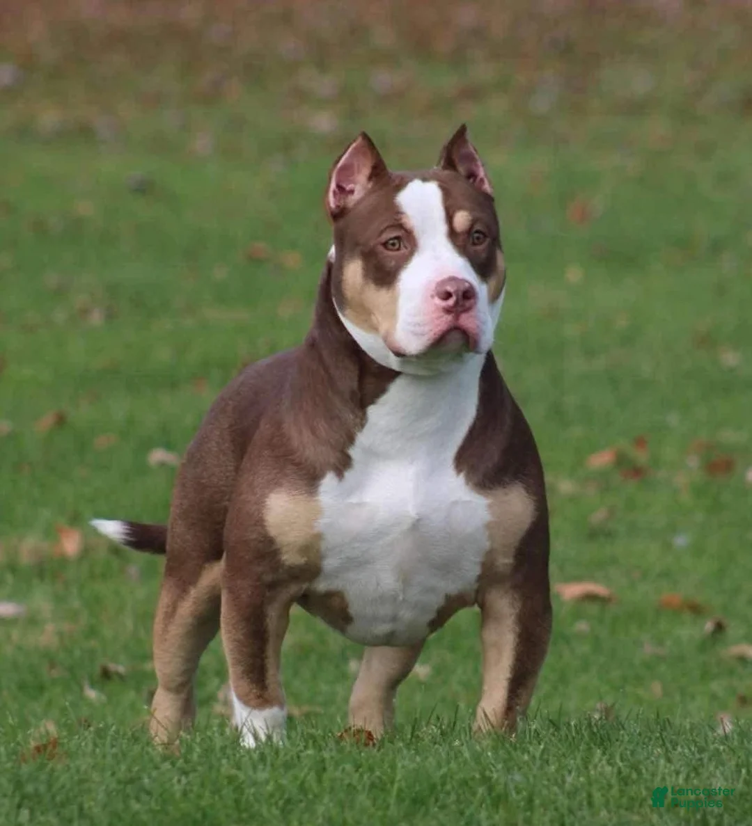 American Bully dogs for sale: American Bully 1 - Ad 5