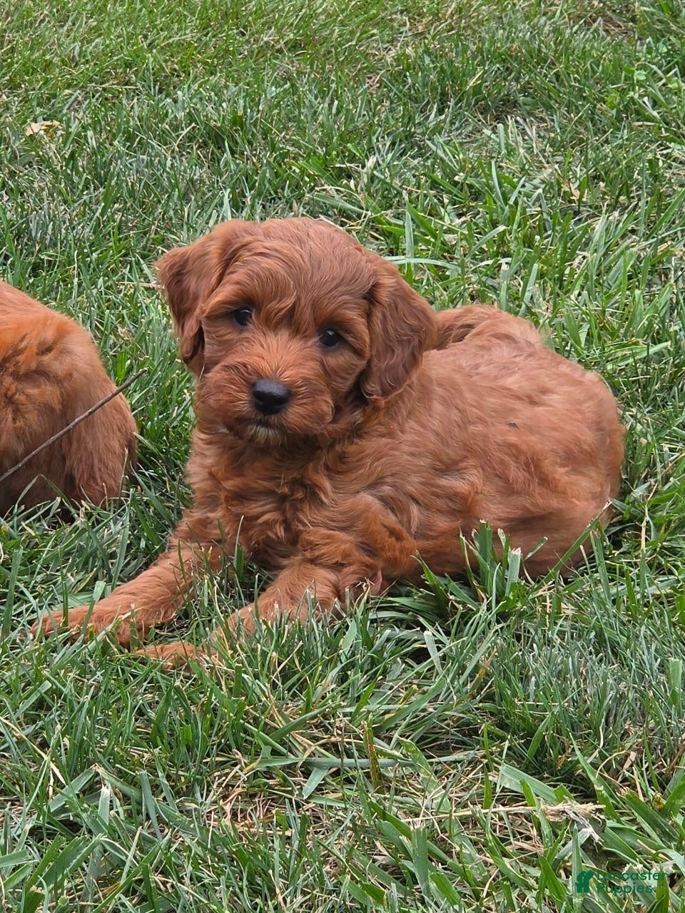 Mini Goldendoodle dogs Mini Goldendoodle 5 - Ad 2