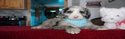 Sheepadoodle dogs for sale: Blaze - Ad 3