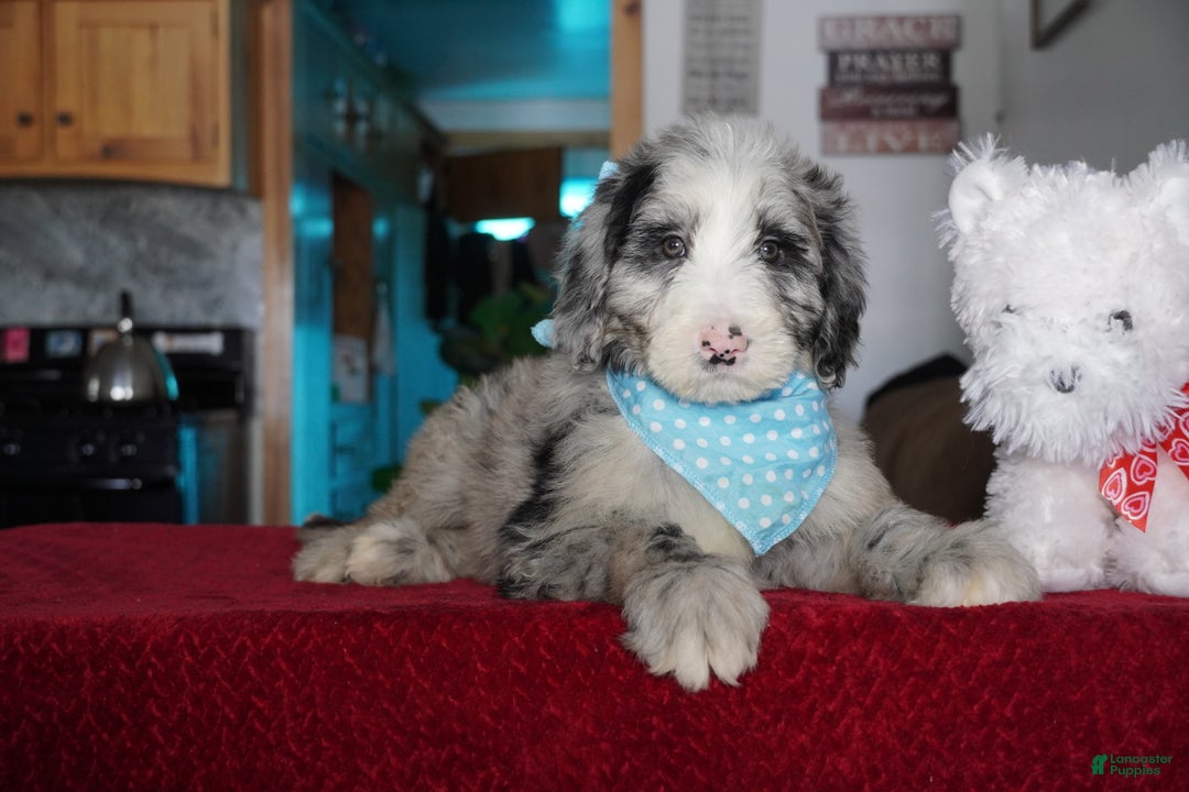 Sheepadoodle dogs for sale: Blaze - Ad 3
