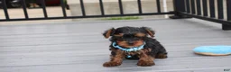 Yorkiepoo dogs for sale: Enzo - Ad 6