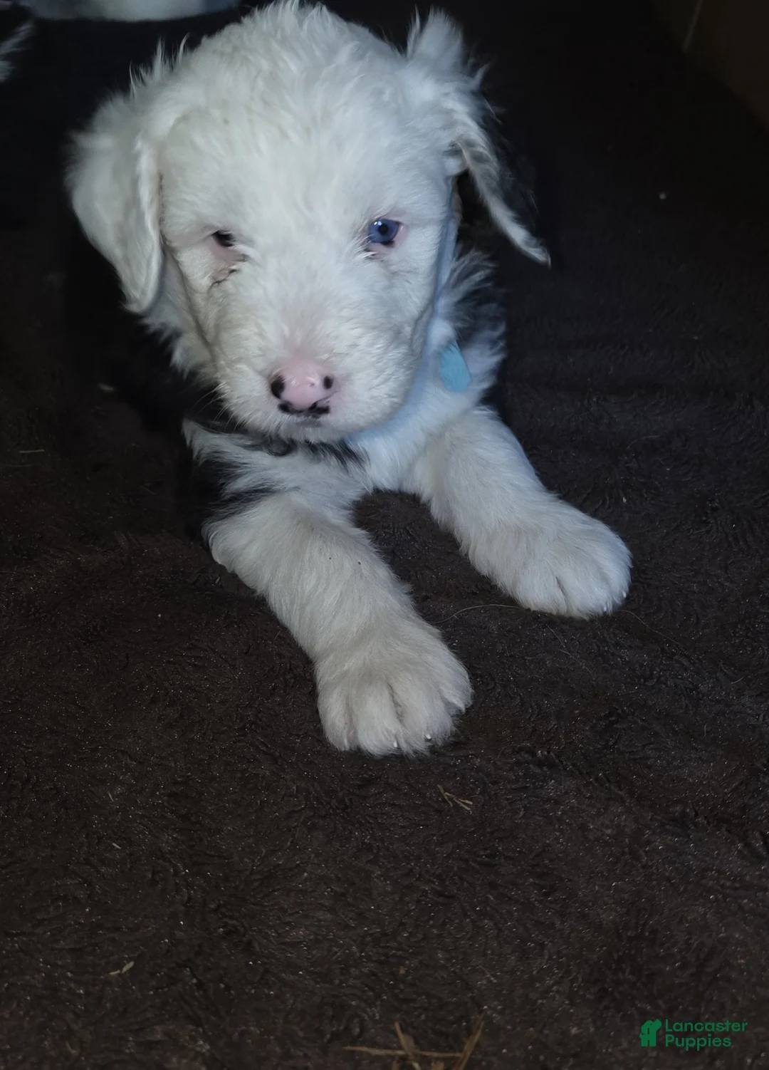 Sheepadoodle dogs for sale: Chloe - Ad 1