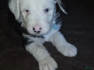 Sheepadoodle dogs Chloe - Ad 12
