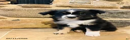 Miniature Australian Shepherd dogs for sale: Archie - Ad 5