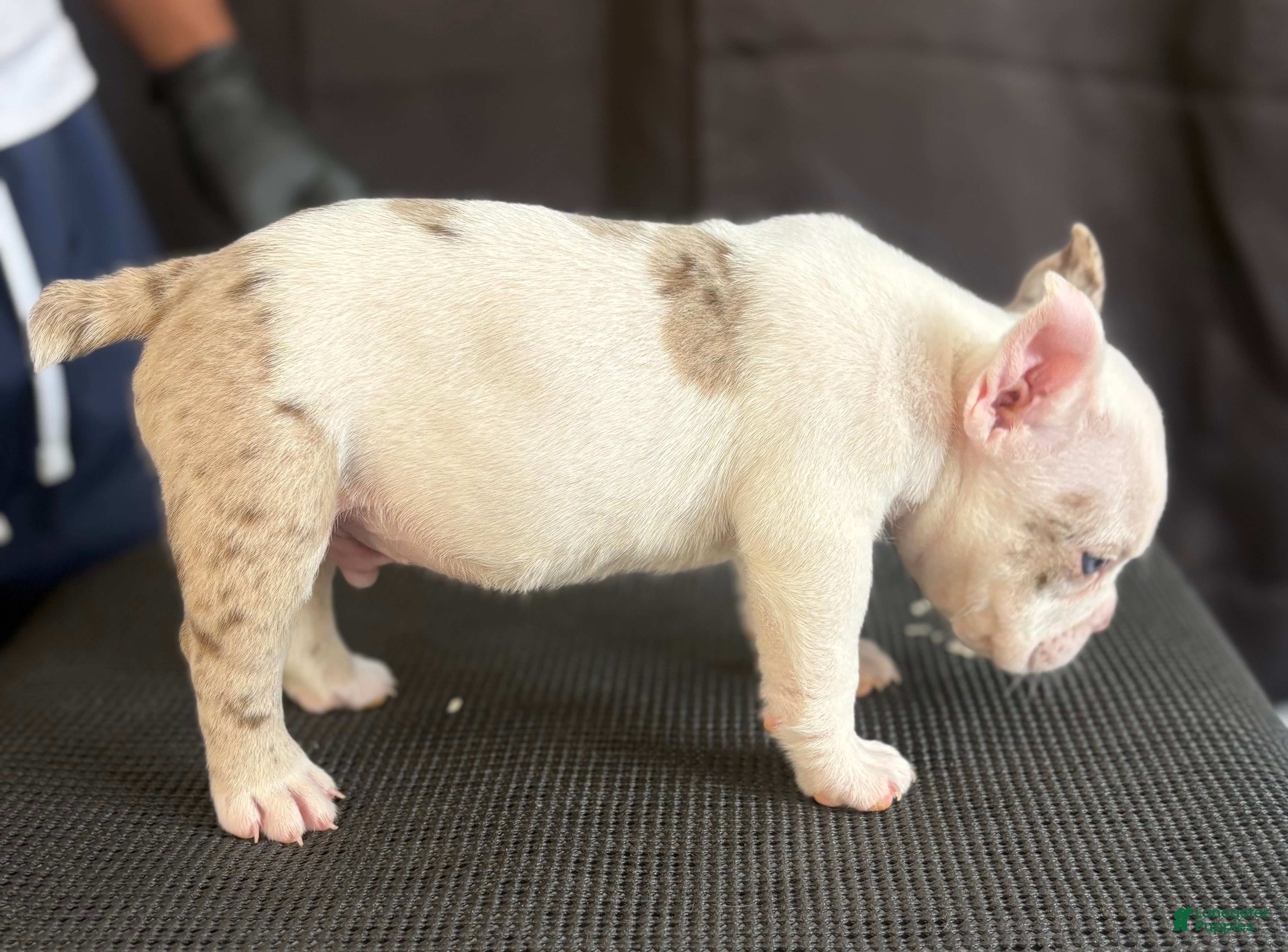 American Bully dogs American Bully 1 - Ad 2