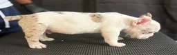 American Bully dogs for sale: American Bully 1 - Ad 2