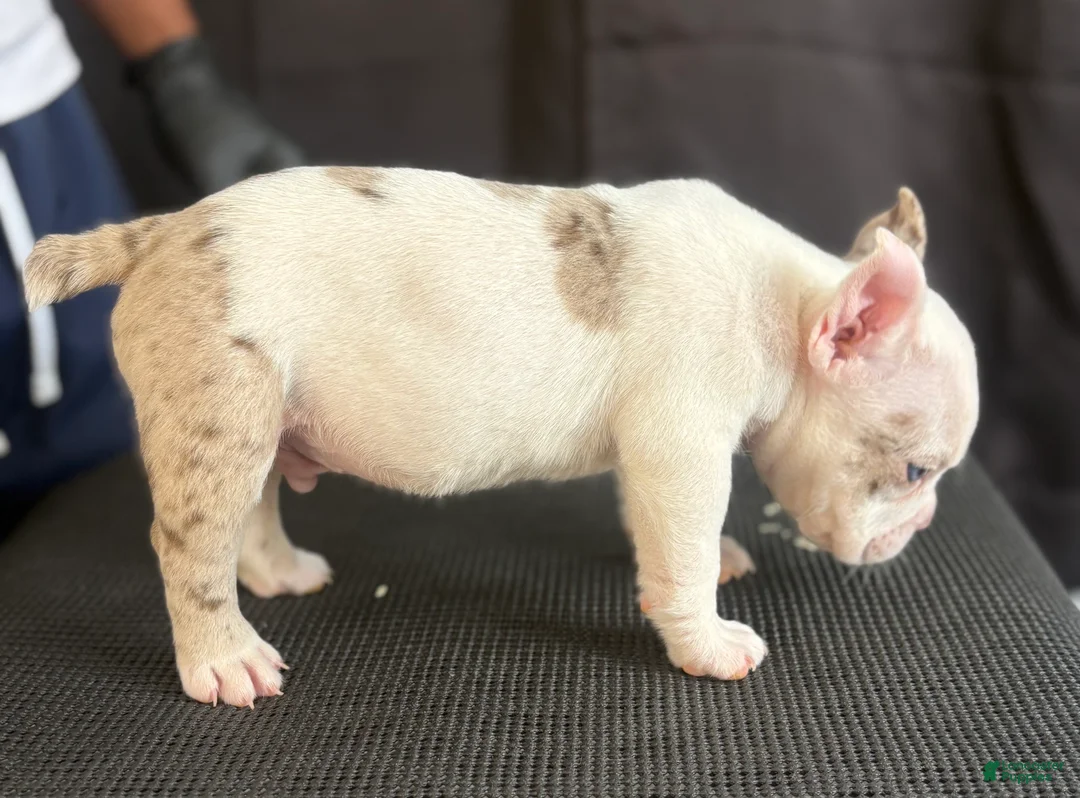 American Bully dogs for sale: American Bully 1 - Ad 2