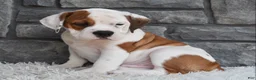 Beabull dogs for sale: Murphy  - Ad 3