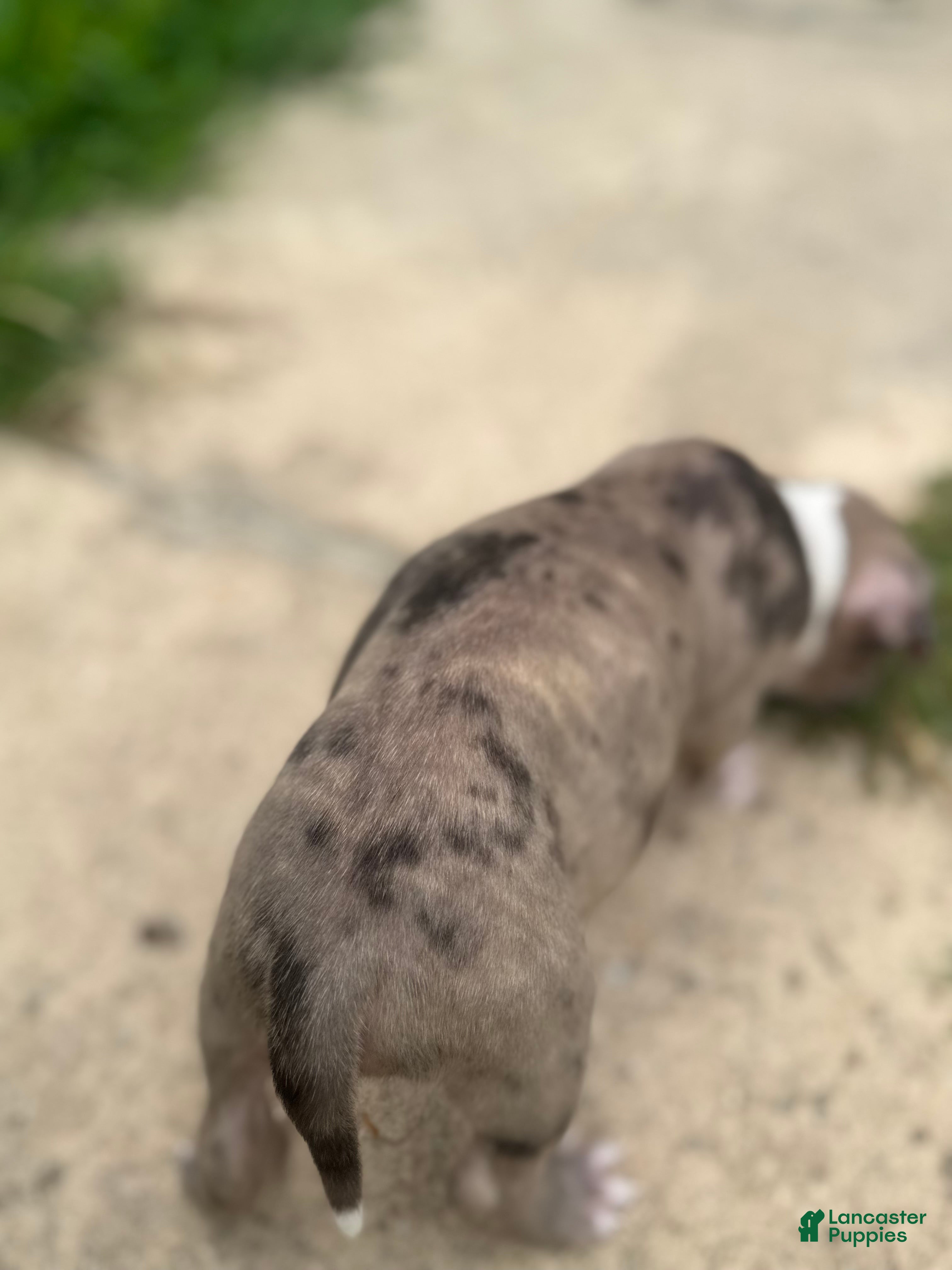 American Bully dogs Summer - Ad 3