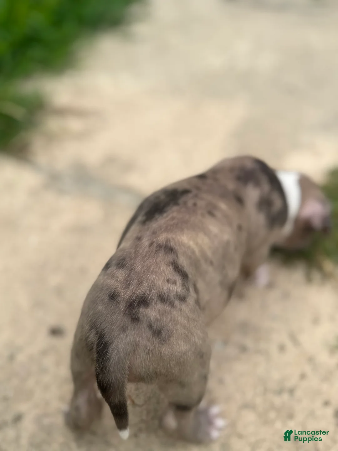 American Bully dogs for sale: Summer - Ad 1