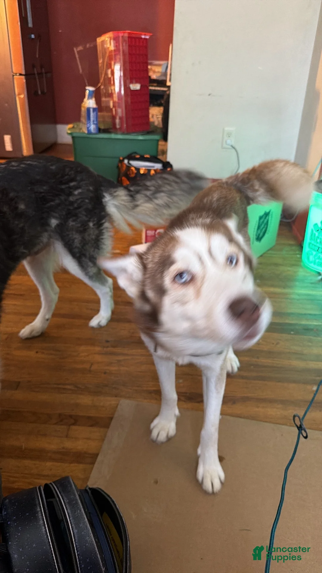 Siberian Husky dogs for sale: Siberian Husky 1 - Ad 3