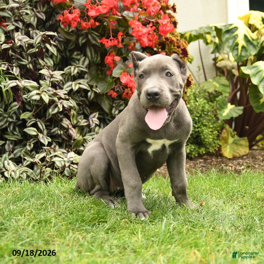 Cane Corso dogs Layla  - Ad 1