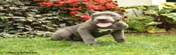 Cane Corso dogs for sale: Layla  - Ad 1