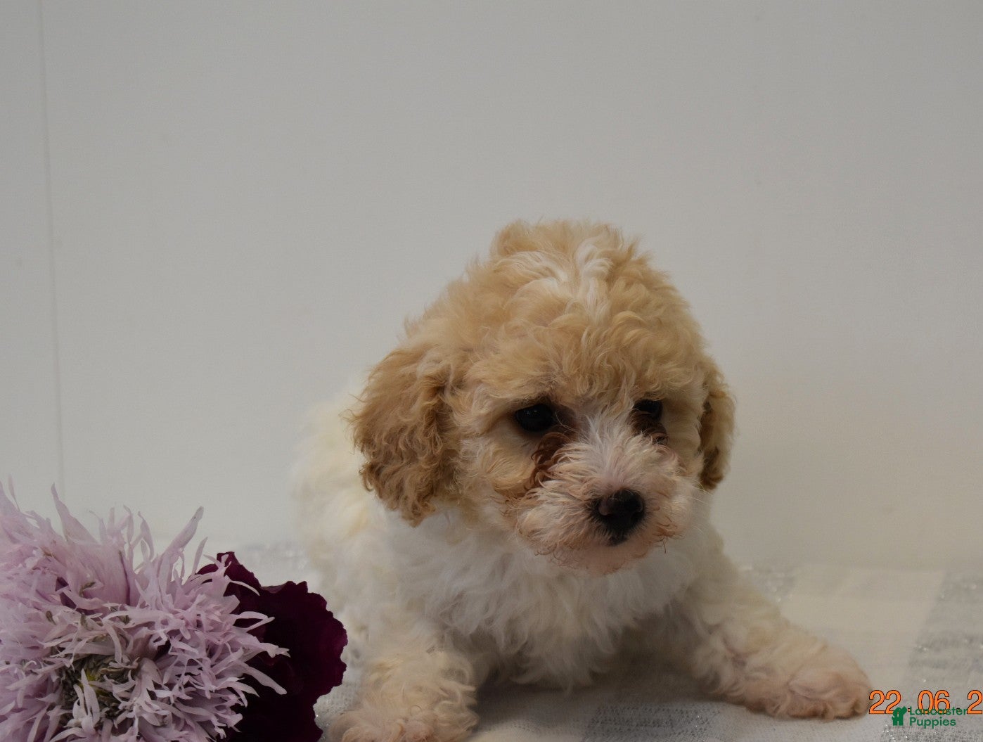 Miniature Poodle dogs Chelsie - Ad 17