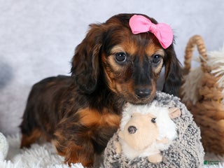 Miniature Dachshund dogs Fiona - Ad 33