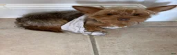 Yorkshire Terrier dogs for sale: Yorkshire Terrier 1 - Ad 5
