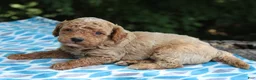 Miniature Poodle dogs for sale: Sydney - Ad 4