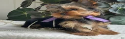 Yorkshire Terrier dogs for sale: Tucker - Ad 7
