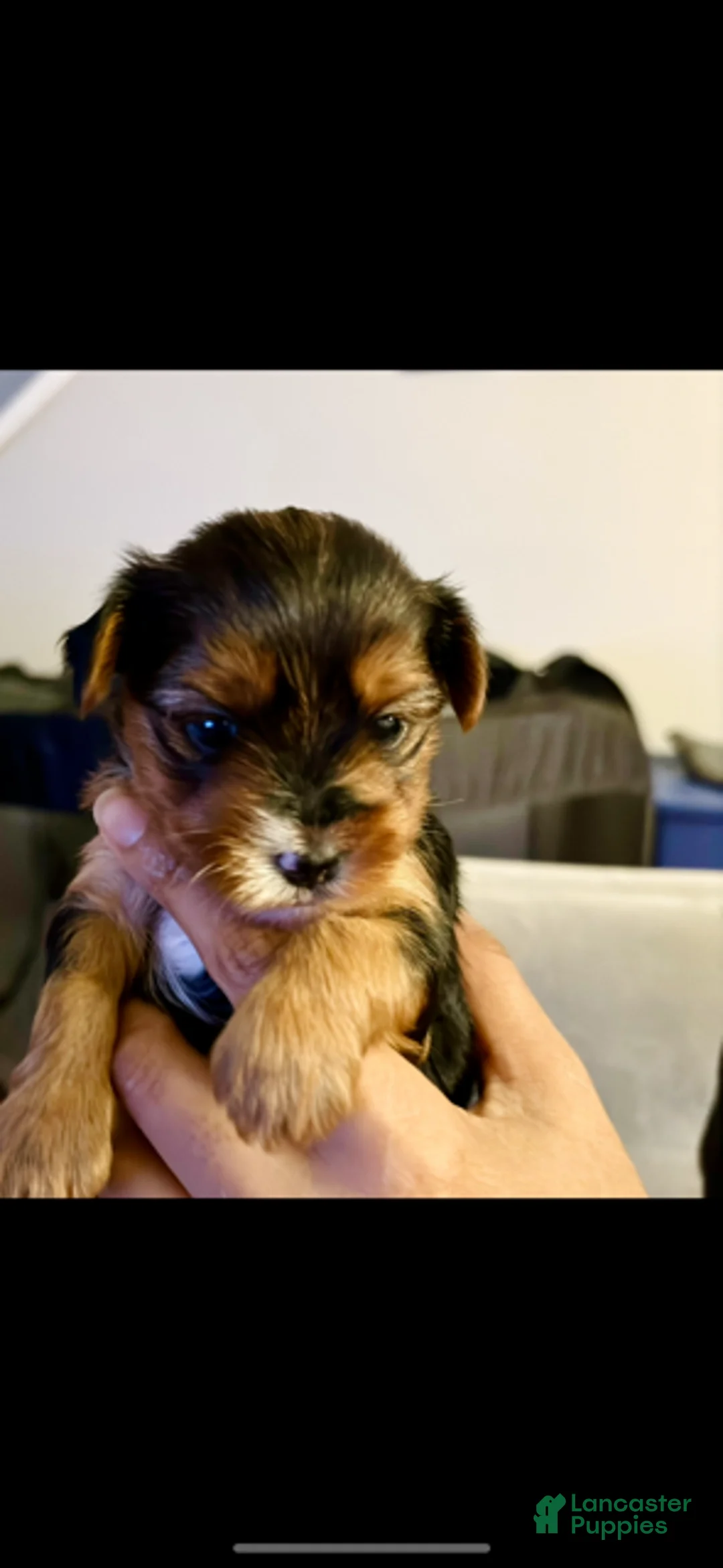 Yorkshire Terrier dogs for sale: Daisy  - Ad 2