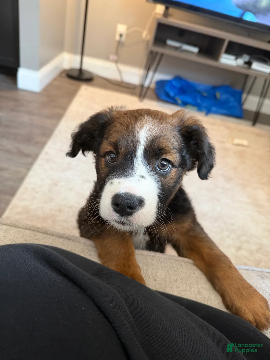 Saint Bernard dogs for sale: Saint Bernard 1 - Ad 2