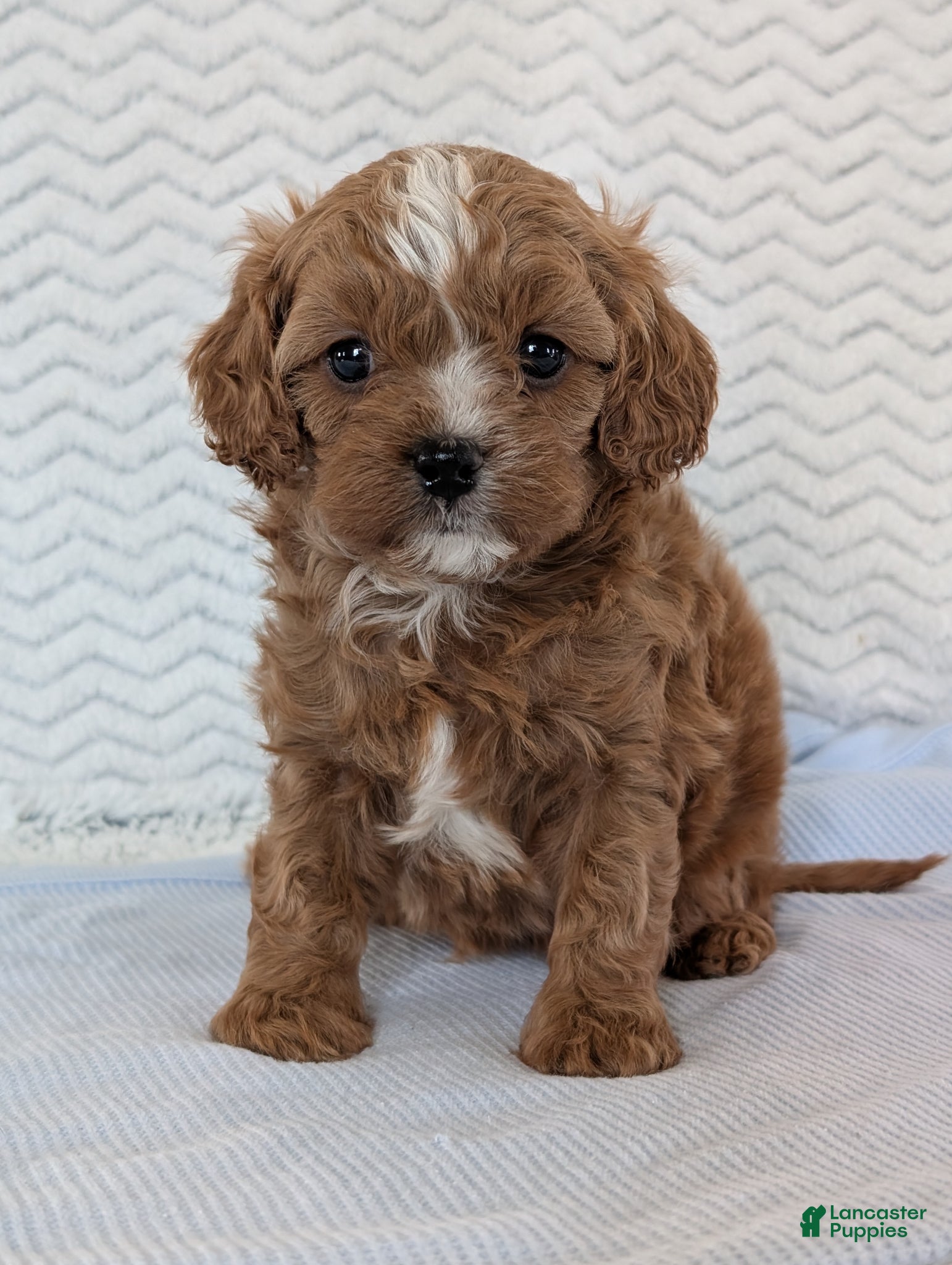 Cavapoo dogs Myles - Ad 1