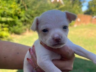 Chihuahua dogs - Ad 12