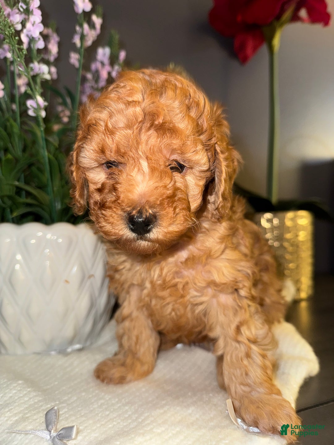 Miniature Poodle dogs for sale: Miniature Poodle Milo - Ad 12
