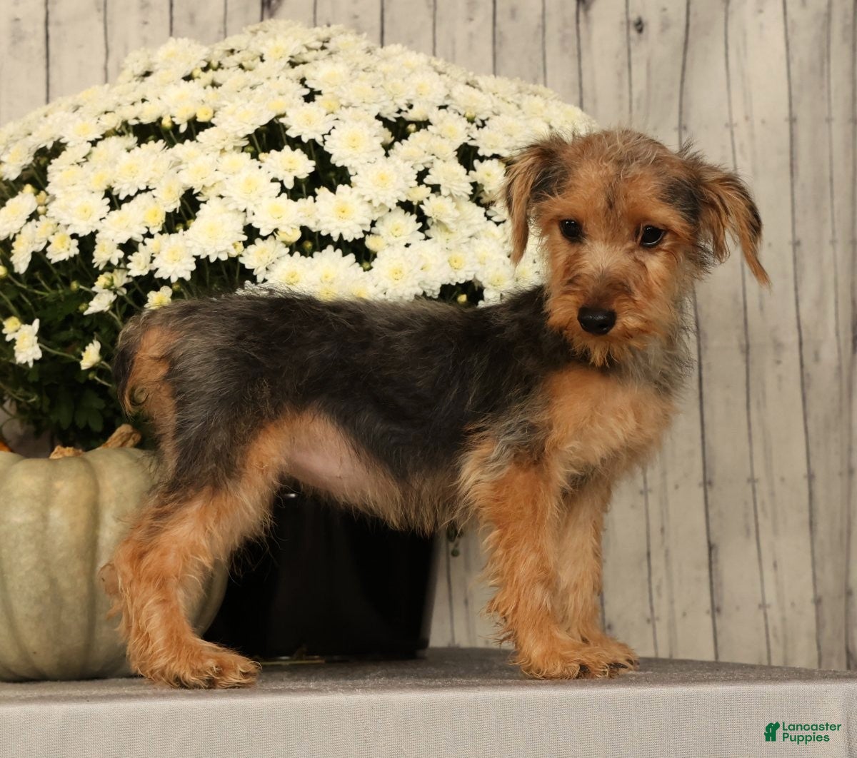 Yorkiepoo dogs Melody - Ad 2
