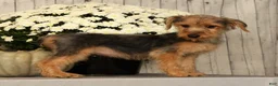Yorkiepoo dogs for sale: Melody - Ad 2