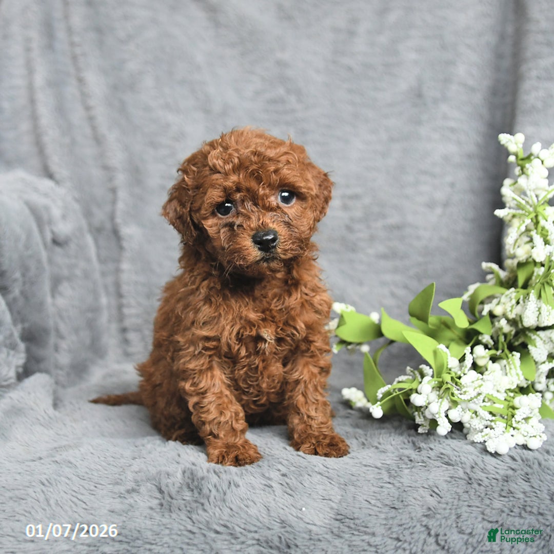 Mini Goldendoodle dogs for sale: Pansy - Ad 1