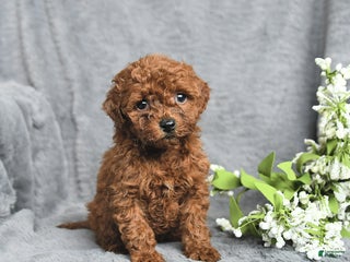 Mini Goldendoodle dogs Pansy - Ad 25